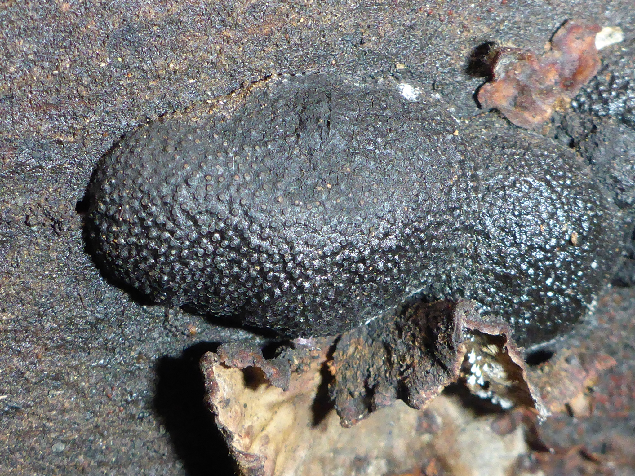 Annulohypoxylon thouarsianum image