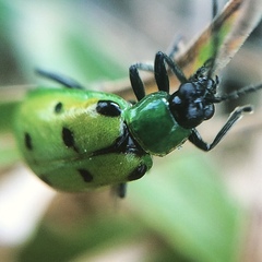 Diabrotica decempunctata