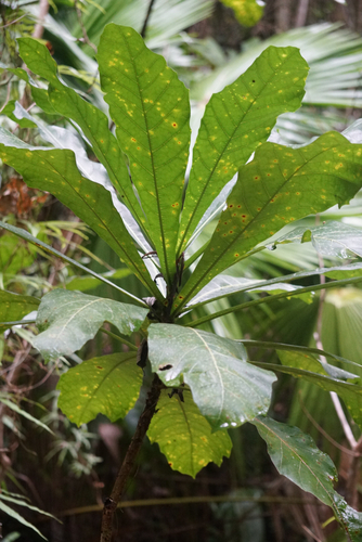 Ficus pseudopalma