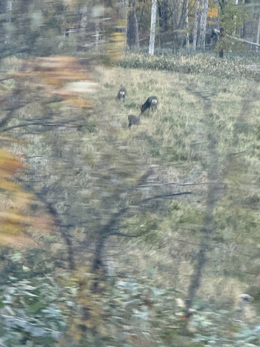 Hokkaido Sika Deer