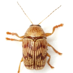 Cryptocephalus implacidus