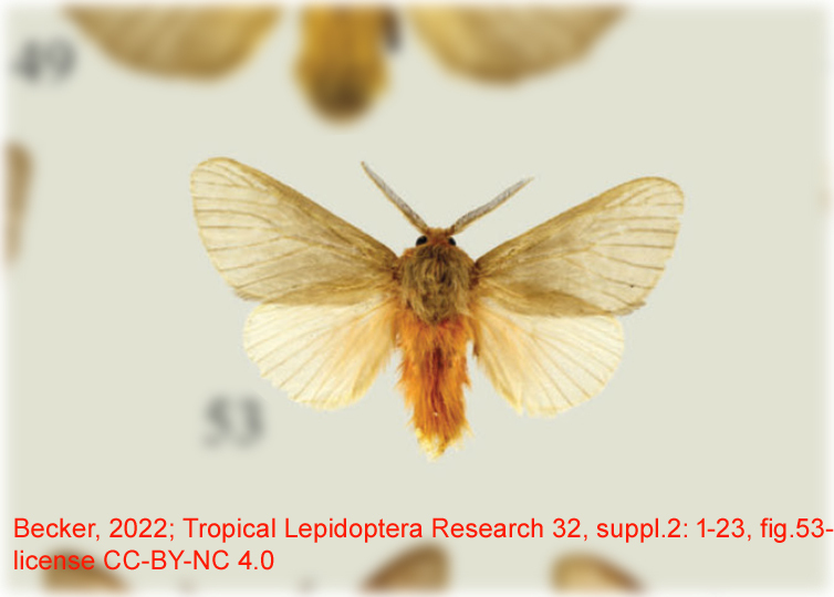 Thoscora xanthogastra