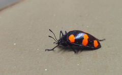 Scaphidomorphus bosci