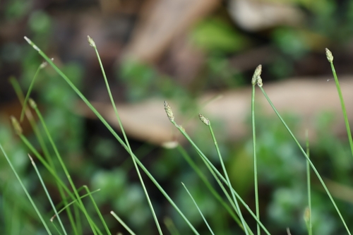 Eleocharis congesta observed 2025-10-29