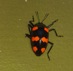 Scaphidomorphus bosci