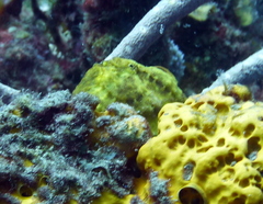 Antennarius multiocellatus