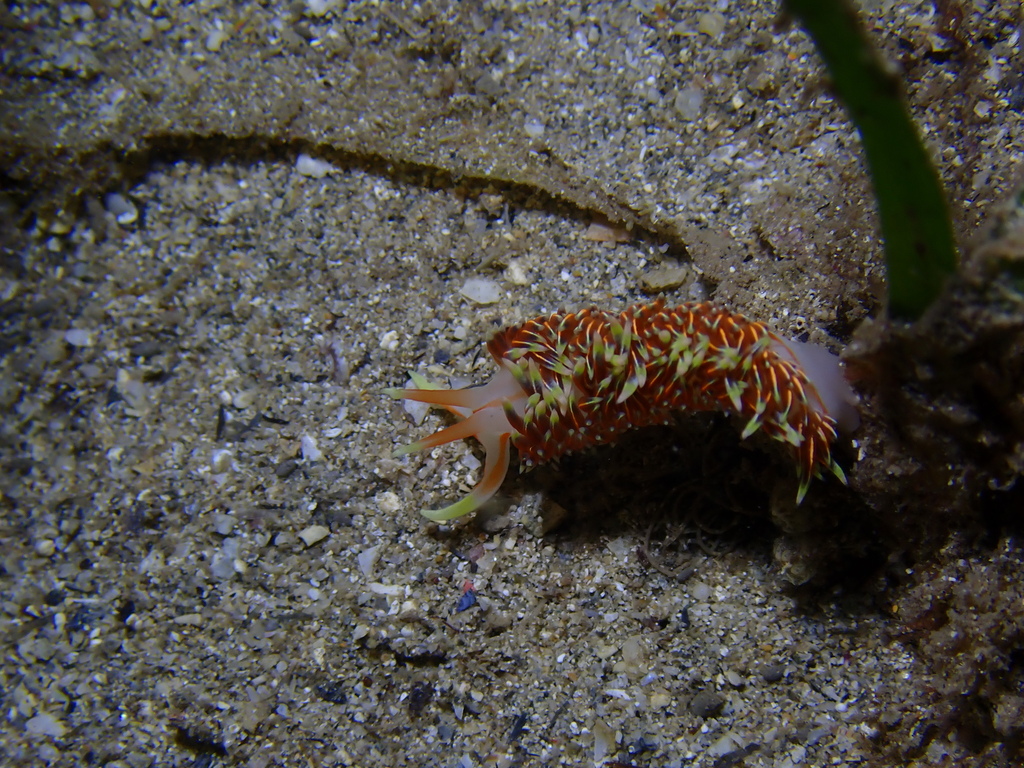 Military Tentacle Aeolid