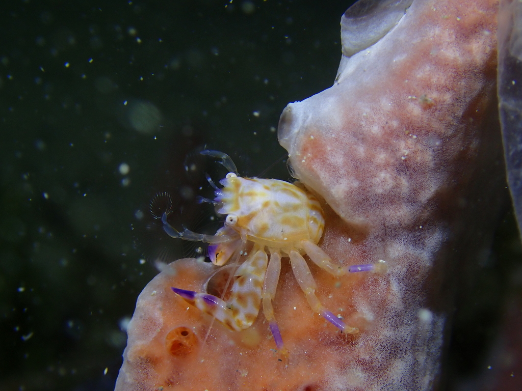 Four-lobed Porcelain Crab