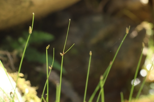 Eleocharis congesta observed 2025-10-29