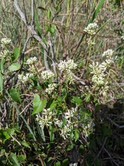 Mikania scandens image