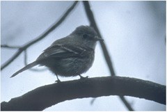 Empidonax wrightii