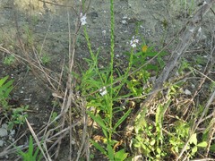 Verbena simplex