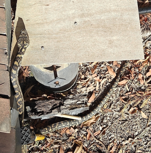Coastal Carpet Python sighting