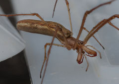 Tetragnatha protensa