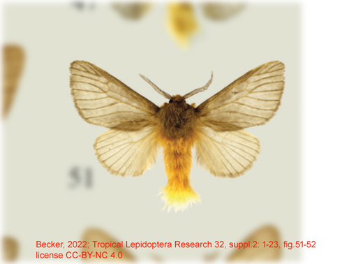 Thoscora chrysogastra