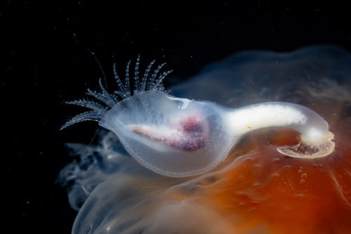 Alepas pacifica