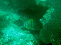 Chelmon rostratus