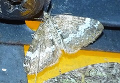 Perizoma alchemillata