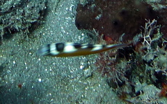 Serranus tabacarius