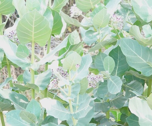 giant milkweed
