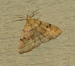 Zanclognatha dentata