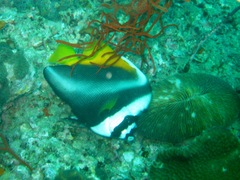 Heniochus singularius