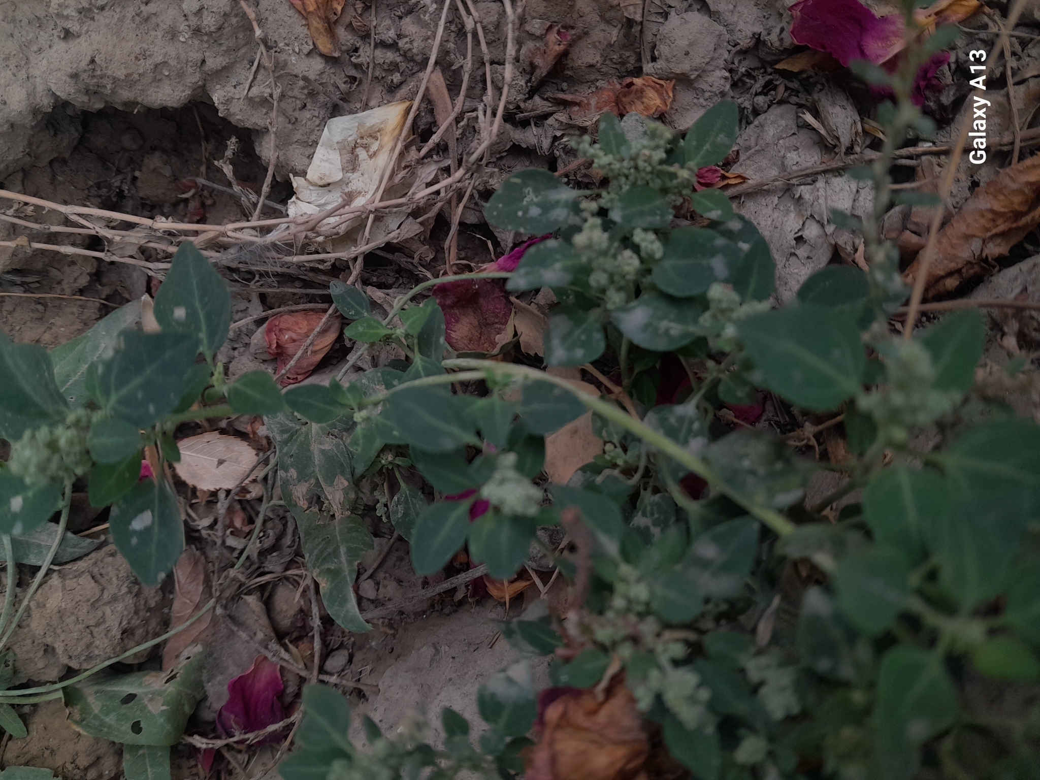 Stinking Goosefoot (Chenopodium vulvaria)
