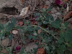 Chénopode Des Chiens (Chenopodium vulvaria)