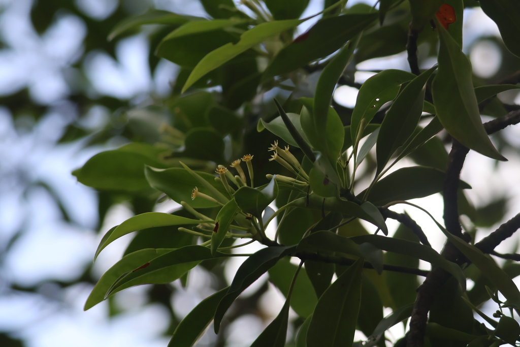 Smallflower Bruguiera (Bruguiera parviflora)