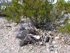 Opuntia azurea