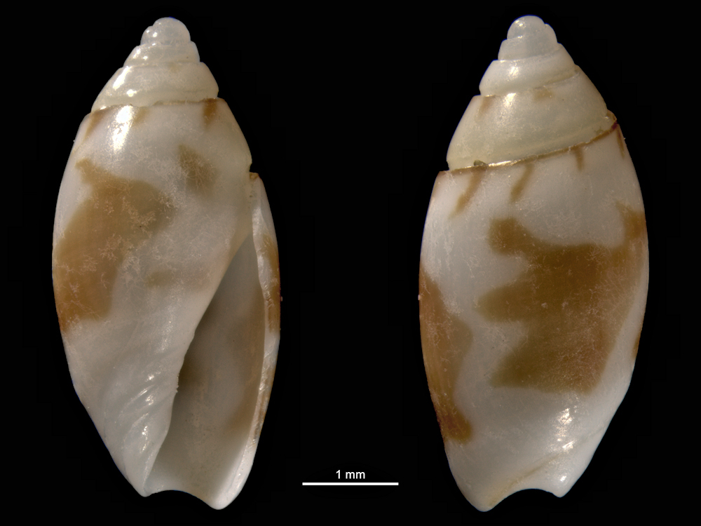 Olivella mica