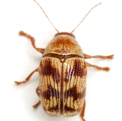 Cryptocephalus implacidus