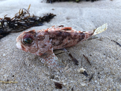 Little gurnard perch (Maxillicosta scabriceps) — Neosebastidae — 2