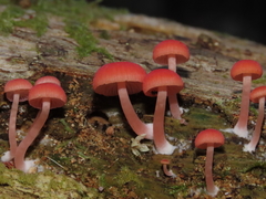 Mycena roseilignicola