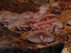 Mycena roseilignicola
