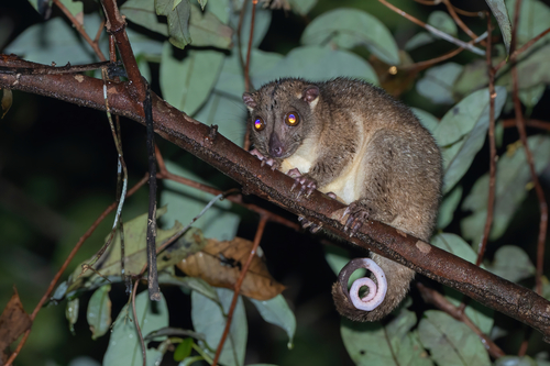 Phalanger orientalis