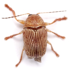 Cryptocephalus implacidus