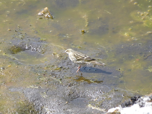Rosy Pipit (Anthus roseatus), photo 6