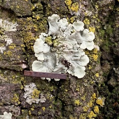 Flavoparmelia caperata