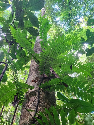 Lomagramma sinuata observed 2025-09-16