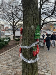 Flavoparmelia caperata