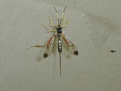 Spilopteron occiputale