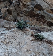 Dudleya viscida