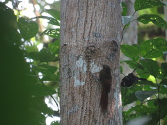 Deconychura longicauda