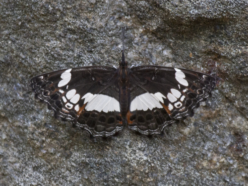 Scalloped False Sailer