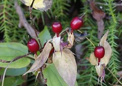 Tripterospermum trinervium