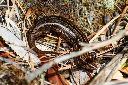 Southern skink, Oligosoma notosaurus