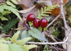 Tripterospermum trinervium