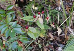 Tripterospermum trinervium