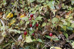 Tripterospermum trinervium